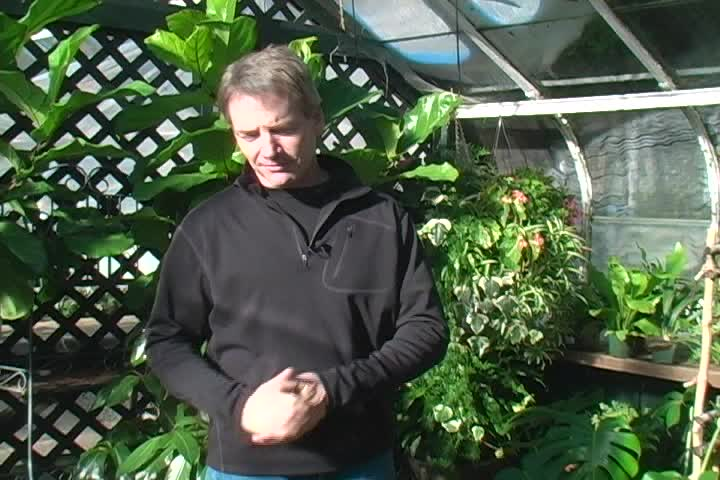 Great Gardens • House Plants