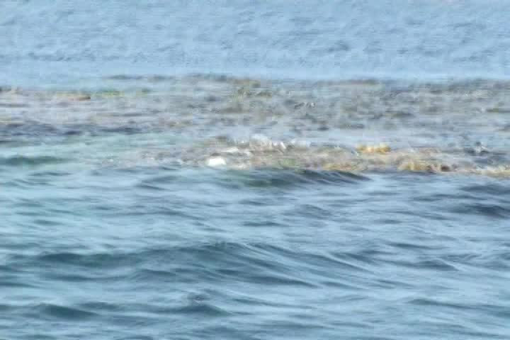 Expedition Earth with Scott Tucker • Swimming with Humpback Whales